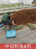 基地专用土壤适合月季铁线莲绣球等花卉盆栽 泥炭珍珠岩肥料混合