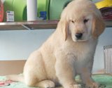 重庆纯种金毛幼犬出售《金毛犬黄金猎犬》导盲寻回犬/宠物狗JF5