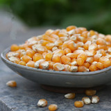 农家自种玉米有机玉米爆米花专用玉米五谷杂粮500g