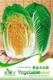 黄金大白菜种子 黄芽菜种子 烹饪方法多样 可制韩国泡菜