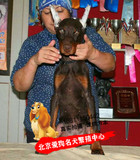 北京名犬繁殖基地出售德系杜宾犬纯种幼犬警犬护卫犬宠物狗保健康