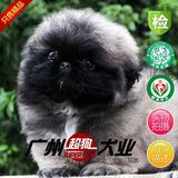 只售精品 纯种京巴犬幼犬出售狮子狗宠物狗北京犬 欢迎来狗场选购