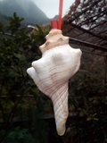 贝壳能吹响 大海螺号口哨 可听海风的声音独特创意工艺品礼物