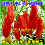 进口奶油红香蕉番茄种子 长番茄种子 水果味浓郁生食型番茄菜种子