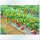草莓苗 新品种盆栽草莓秧 本地特产 四季可种奶油草莓 草莓促销价