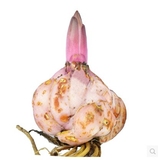 【天天特价】荷兰直达 香水百合花种球 花卉 新鲜带芽一代大球