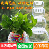 玻璃花瓶圆球 透明圆球送定植篮 风信子绿萝等花盆 水培植物器皿
