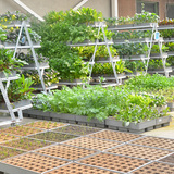老花农 新型美植砖种植套装 有机蔬菜种植槽带土 阳台种菜盆