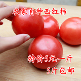 新鲜西红柿农家自种时令蔬菜无公害有机番茄3斤起售5斤包邮