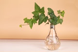 透明玻璃灯泡花瓶吊瓶悬挂生态瓶绿植水培玻璃瓶客厅时尚创意摆件