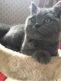 英国短毛猫 幼崽 宠物猫 纯种蓝猫 英短蓝猫 宠物猫活体公母