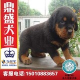北京犬舍低价出售德系罗威纳犬纯种罗威那幼犬狗狗欢迎上门选送货