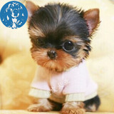 北京最大狗场出售约克夏幼犬 体型小的茶杯犬 保证健康纯种