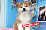 赛级血统日系秋田犬幼犬 出售纯种日本秋田家养宠物狗 忠犬八公