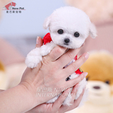 凌空犬业 韩国纯种奶白色泰迪贵宾茶杯幼犬宠物狗狗活体出售N123