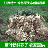 新鲜带叶荞子 荞头 赣南特产纯天然农产品有机绿色新鲜蔬菜