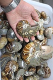 纯天然马达加斯加水晶全玉化鹦鹉螺标本化石矿物标本摆件收藏真品