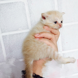【欣怡如玉】乳色英短小猫 家养宠物猫咪