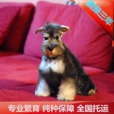 北京特价出售雪纳瑞梗犬血统认证纯种雪纳瑞犬代办犬舍配种可送货
