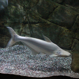 热带鱼观赏鱼大型鱼淡水鱼水族宠物鱼白化蓝鲨活体鱼鲨鱼白鲨