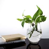透明玻璃花盆 绿萝水培花瓶 恐龙蛋花瓶简约水养植物器皿大号容器