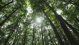 3011国外高清超清视频素材美人林森林树林植物氧气大自然延时led
