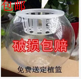 玻璃圆球特大号花瓶 特大花卉植物 水培花盆球形透明 特价包邮