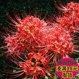 四季庭院盆栽石蒜种球 彼岸花 又称曼珠沙华.曼陀罗华 多颜色选择