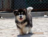 狗狗纯种阿拉斯加雪橇犬巨型犬阿拉斯加纯种幼犬桃脸十字包邮A3