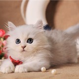 健康家养  高品质金色 银色金吉拉幼猫