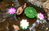 浮水鸭子庭院装饰品假山园艺仿真鸭子花园池塘工艺品创意摆件