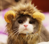 【猫奴小馆】獅子帽 丛林之王 猫咪/狗 搞笑狮子头套 帽