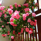 阳台庭院花卉盆栽 多花蔷薇花苗 3年苗 玫瑰当年开花爬墙藤蔓植物