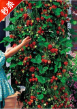 丹东九九四季草莓籽新品种攀援草莓奶油红颜草莓一份50粒水果种子