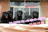 上海纯种拉布拉多/幼犬/导盲犬/赛级/黑黄色拉布拉多犬/宠物狗