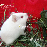 纯白色荷兰猪活体荷兰鼠活体白色红眼睛小宠活体出售稀有色包健康