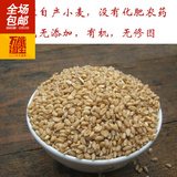 农家自产麦子麦粒小麦种子大麦绿色榨汁五谷杂粮鸡鸭鹅鸟饲料