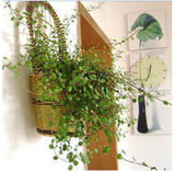 四季常青 绿色植物盆栽 千叶吊兰 吸甲醛 净化空气 新房必备
