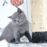 蓝猫 猫咪 小猫 宠物猫 英短 活体 折耳猫 立耳猫 英国短毛猫