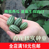 进口迷你拇指西瓜种子 春季夏季四季种水果种子 盆栽阳台蔬菜种子