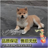 日本柴犬 纯种幼犬出售 活体宠物狗狗 小型犬 家庭犬 可视频 实拍