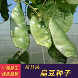 寿光蔬菜种子 猪耳朵扁豆种子 高档扁豆种子 早熟型 豆角种子