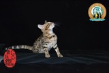 孟加拉豹猫幼猫纯种亚洲豹猫大空心玫瑰花可爱DD均包健康