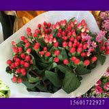 上海鲜花批发同城高档配花红豆家庭插花用花端午节鲜花顺丰直达