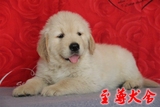 金毛犬幼犬出售上海金毛犬舍枫叶系金毛纯种金毛犬宠物狗活体狗