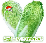 新鲜蔬菜  新鲜大白菜  新鲜青菜  一颗4斤左右 北京满65包邮