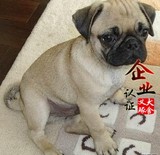 重庆巴哥犬哈巴狗巴哥幼犬迷你纯种巴哥幼犬出售纯种八哥犬含血统