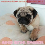 北京狗巴哥犬幼犬出售纯种巴哥幼犬赛季超可爱宠物狗八哥小型犬03