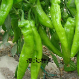 食用蔬菜种子 特大牛角椒种子 阳台庭院种植 出芽率高辣椒种子