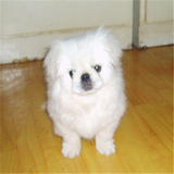 出售纯种北京京巴幼犬赛级宫廷犬超可爱长不大雪白的宠物狗狗21